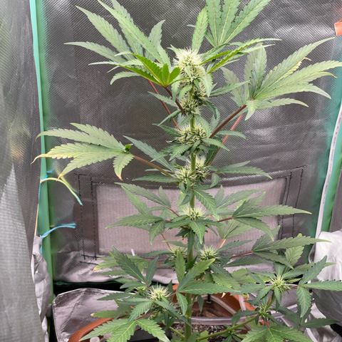 Critical Purple growlog timeline photo