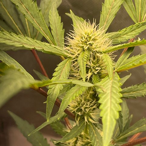 Critical Purple growlog timeline photo