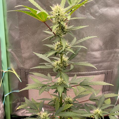 Critical Purple growlog timeline photo