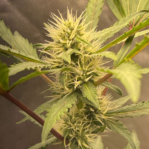 Critical Purple growlog timeline photo