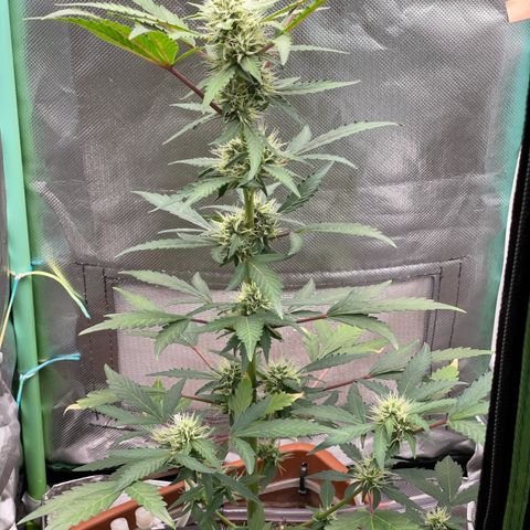 Critical Purple growlog timeline photo