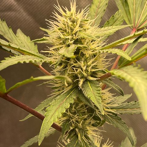 Critical Purple growlog timeline photo