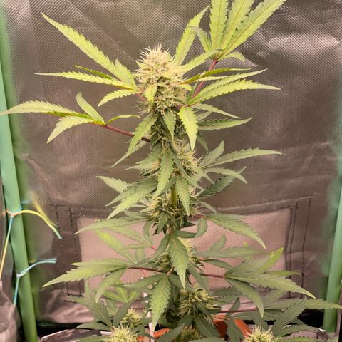 Critical Purple growlog timeline photo