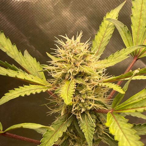 Critical Purple growlog timeline photo