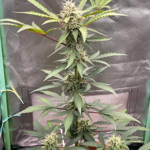 Critical Purple growlog timeline photo