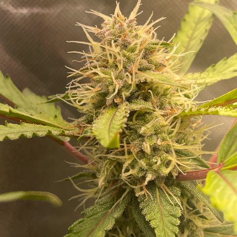 Critical Purple growlog timeline photo