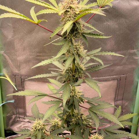 Critical Purple growlog timeline photo