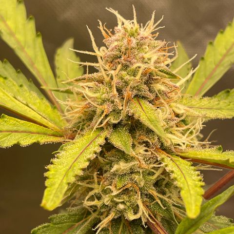 Critical Purple growlog timeline photo