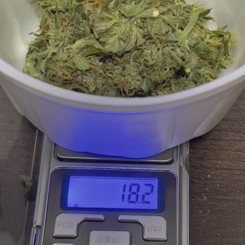 Critical Purple growlog timeline photo