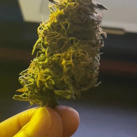 Critical Purple growlog timeline photo