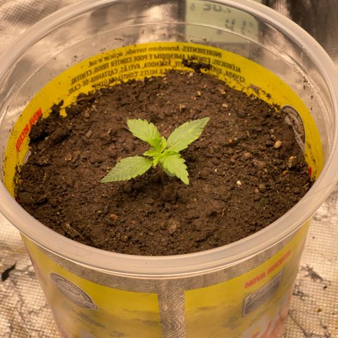 Critical Purple growlog timeline photo
