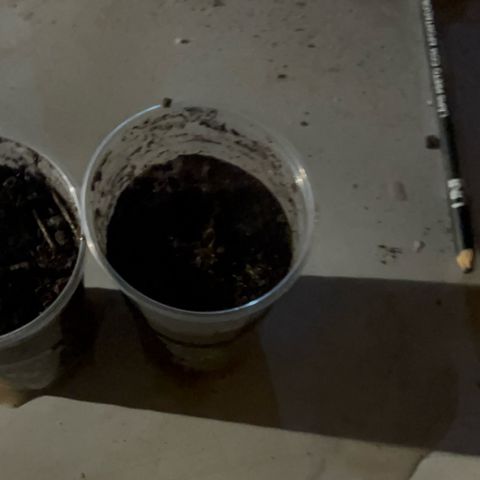 Purple Kush growlog photo: Hoje foi o dia q coloquei ela na terra🌱
Nome Afrodite, Gaia, Afrodite