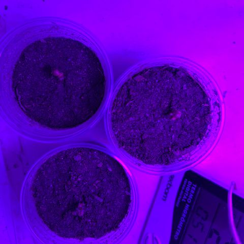 Purple Kush growlog photo: Coloquei hoje no ambiente 