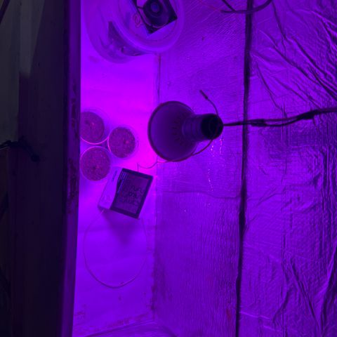 Purple Kush growlog photo: Coloquei hoje no ambiente 