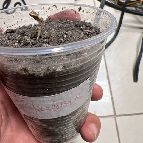 Purple Kush growlog photo: Coloquei hoje no ambiente 