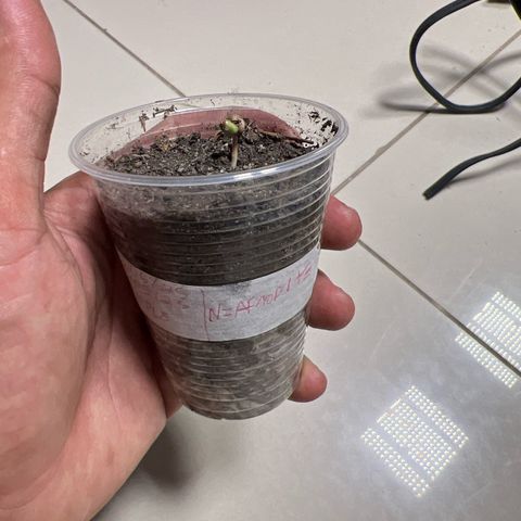 Purple Kush growlog photo: Coloquei hoje no ambiente 