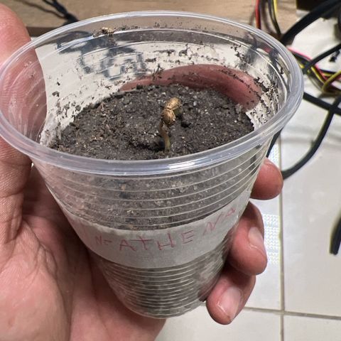 Purple Kush growlog photo: Coloquei hoje no ambiente 