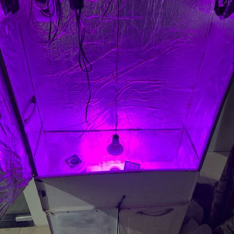 Purple Kush growlog photo: Coloquei hoje no ambiente 
