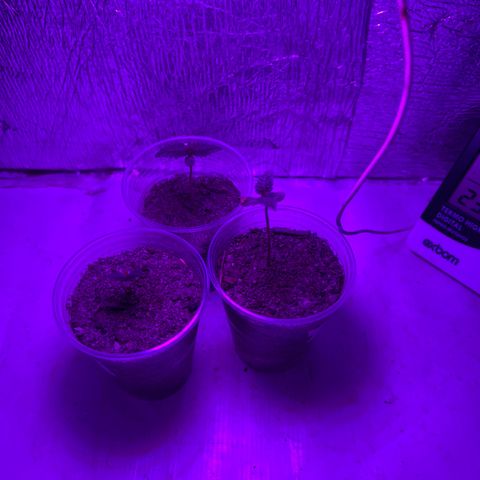 Purple Kush growlog photo: Deixei a planta mas seca, ainda não reguei