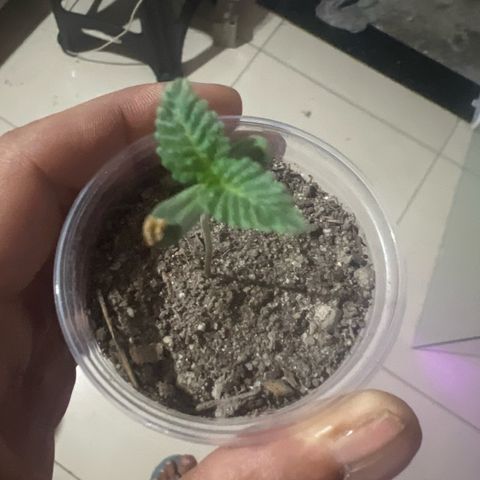 Purple Kush growlog photo: Deixei a planta mas seca, ainda não reguei