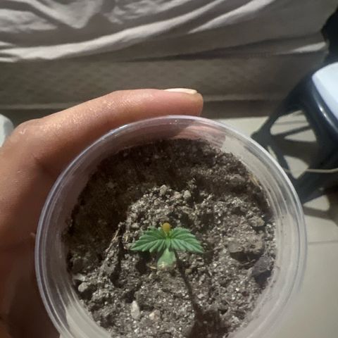 Purple Kush growlog photo: Deixei a planta mas seca, ainda não reguei