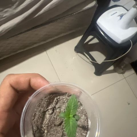 Purple Kush growlog photo: Deixei a planta mas seca, ainda não reguei