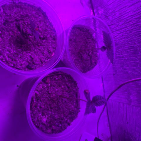 Purple Kush growlog photo: Deixei a planta mas seca, ainda não reguei