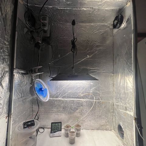 Purple Kush growlog photo: Hoje arrumei coloquei o led aumentar a luz 