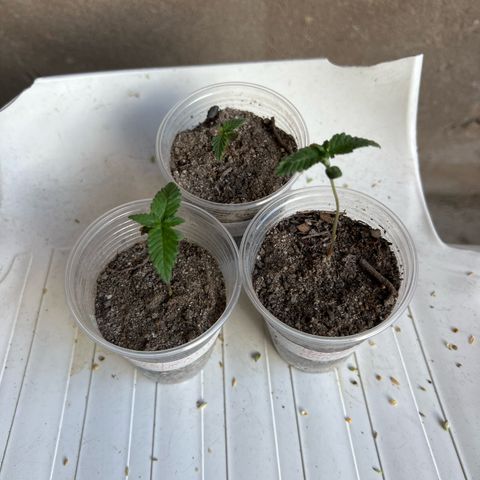 Purple Kush growlog photo: Elas esticaram por estar na luz 50w, ontem troquei o Led e coloquei 120w, pouca rega solo areia e terra vegetal com esterco e areia branca. 