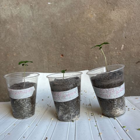 Purple Kush growlog photo: Elas esticaram por estar na luz 50w, ontem troquei o Led e coloquei 120w, pouca rega solo areia e terra vegetal com esterco e areia branca. 
