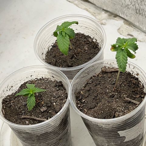 Purple Kush growlog photo: Reguei ela baixou as folhas mas tbm tinha muito tempo sem rega barrufando água 2 cm da terra, reguei o vaso todo esperando o dinheiro pra comprar a terra.