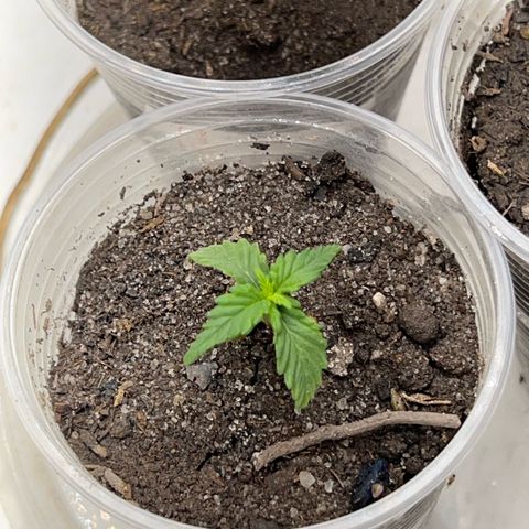 Purple Kush growlog timeline photo