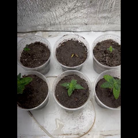 Purple Kush growlog photo: Resumo do mês As KUSH ela teve um strees deixei pouca água e luz muito próxima, 30 cm aconteceu da folhar queimar e enrugar ph 6,2 tempo frio temp: 25 a 30 graus, as de trás a Wolf= Planta recém nascida, não tem muito o que falar.