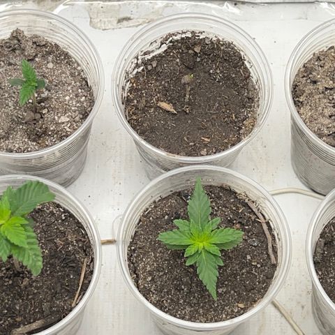 Purple Kush growlog photo: Só como elas estão hoje👏🏻