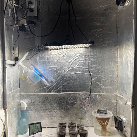 Purple Kush growlog photo: Mau q dia no jardim encantado 
, plantas estressadas luz muito perto e um pouco ph do borrifador alto tem que sempre verificar o ph rega com ph correto mas o borrifado






Plantas com Estresses (PH, Luz tava 30cm), o Ph foi o borrifador n conferia, Luz estava próxima 30cm, aumentei pra 60Cm, fiz uma rega hoje plantas se recuperando.

