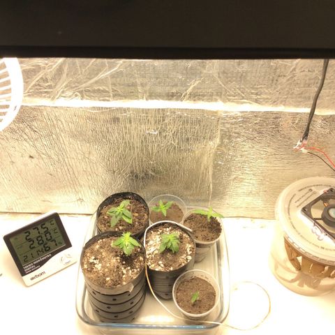 Purple Kush growlog photo: Rega , férti mind 10.10.10 meia tampa, troquei as purple de vaso improvidados