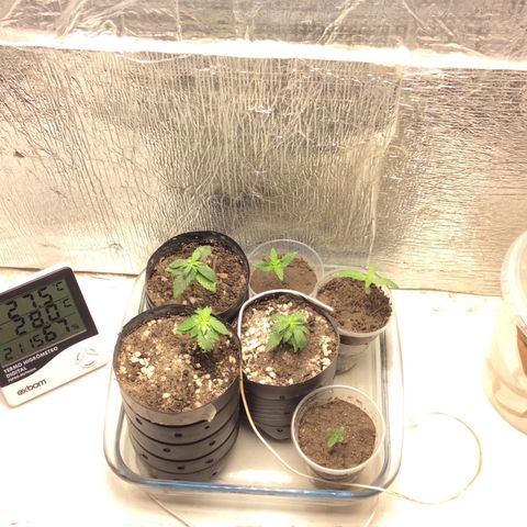 Purple Kush growlog photo: Rega , férti mind 10.10.10 meia tampa, troquei as purple de vaso improvidados
