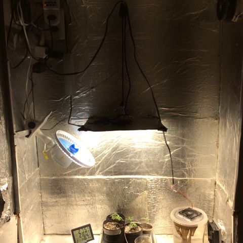 Purple Kush growlog photo: Rega , férti mind 10.10.10 meia tampa, troquei as purple de vaso improvidados
