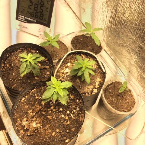 Purple Kush growlog photo: Solo húmus e terra preta com esterco ph troquei vaso tão estressada