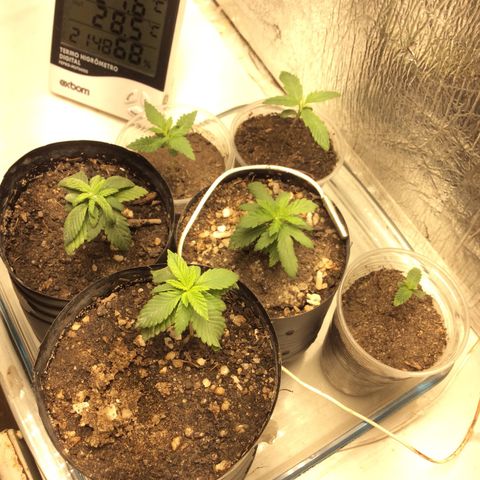 Purple Kush growlog photo: Solo húmus e terra preta com esterco ph troquei vaso tão estressada