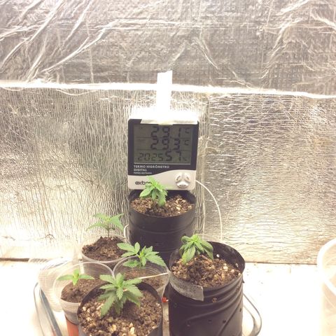 Purple Kush growlog photo: Athena teve stress Luz e Ph as purple KUSH, a Wolf estão bem e saudáveis 