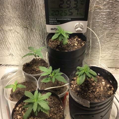 Purple Kush growlog photo: Athena teve stress Luz e Ph as purple KUSH, a Wolf estão bem e saudáveis 