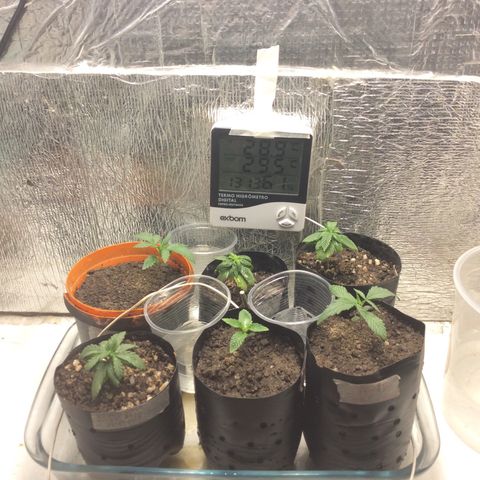 Purple Kush growlog photo: Hoje atualizaçao mudei a Wolf de vaso e rega 