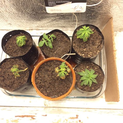 Purple Kush growlog photo: Hoje fiz uma  leve rega de sal amargo, (magnésio), Ph:6,25, aguardar recuperacão