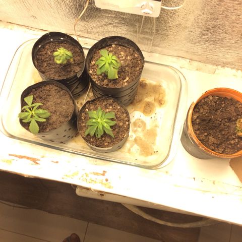 Purple Kush growlog photo: Hoje medusa morreu, hoj barrufei água com Sal amargo, magnésio pra reforçar 