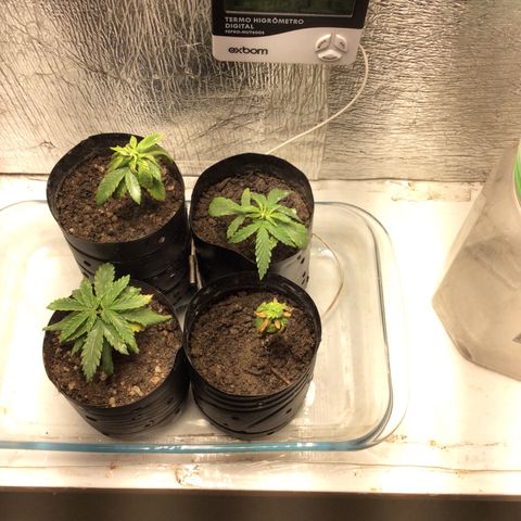 Purple Kush growlog photo: Rega c enxofre PH: 6,20