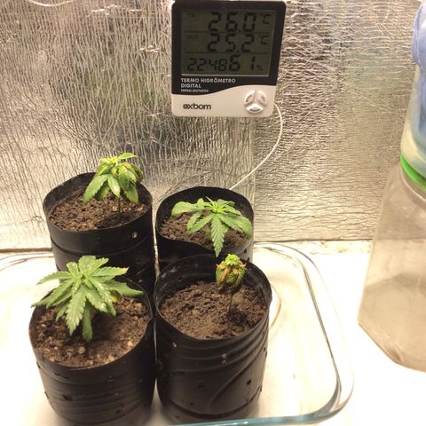 Purple Kush growlog photo: Rega c enxofre PH: 6,20