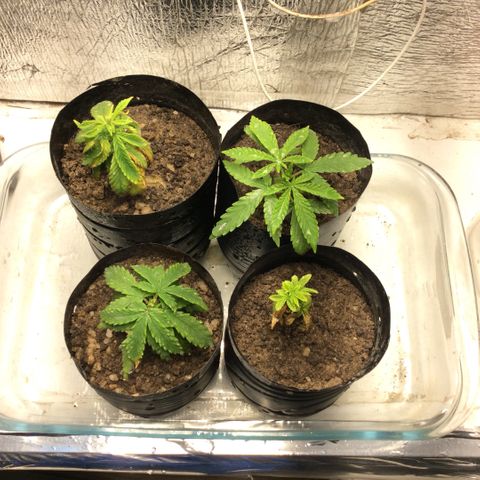 Purple Kush growlog photo: Hoje achei essas duas joguei semente elas botaram tentei germinar n conseguir joguei a terra na babosa apareceu elas Maria e Joana As plantas estão se recuperando mas amarelando regas de enxofre e magnésio, 2 plantas morreram depois de um temO sem atualizar.