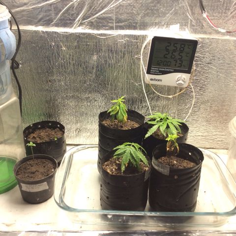 Purple Kush growlog photo: Hoje achei essas duas joguei semente elas botaram tentei germinar n conseguir joguei a terra na babosa apareceu elas Maria e Joana As plantas estão se recuperando mas amarelando regas de enxofre e magnésio, 2 plantas morreram depois de um temO sem atualizar.