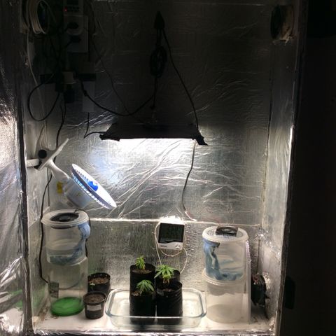 Purple Kush growlog photo: Hoje achei essas duas joguei semente elas botaram tentei germinar n conseguir joguei a terra na babosa apareceu elas Maria e Joana As plantas estão se recuperando mas amarelando regas de enxofre e magnésio, 2 plantas morreram depois de um temO sem atualizar.